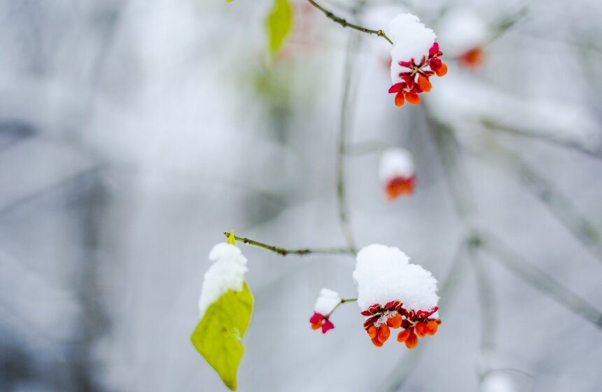 В Москве прошел первый в сезоне снегопад 6 фото