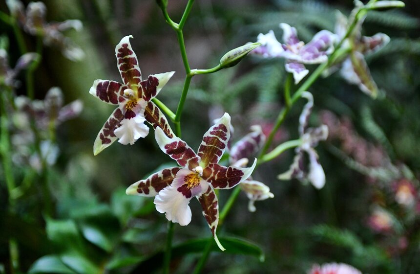 В Ботаническом саду МГУ "Аптекарский огород" представили более тысячи орхидей. Одна из крупнейших российских коллекций орхидей насчитывает более тысячи видов, форм и сортов из тропических и субтропических регионов Земли<br />https://www.m24.ru/galleries/obshchestvo/31122020/9005