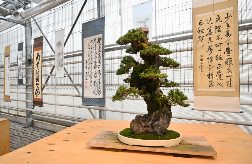 В Ботаническом саду МГУ "Аптекарский огород" прошла уникальная экспозиция японских искусств. Посетители смогли увидеть несколько десятков хвойных, листопадных, вечнозеленых и красивоцветущих растений бонсай<br />https://www.m24.ru/galleries/obshchestvo/13122020/8976