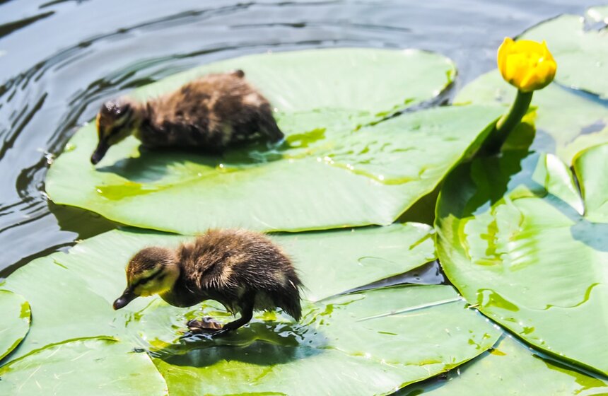 Воронцовские пруды находятся в истоках реки Раменки на территории парка "Усадьба Воронцово". В каскад искусственных водоемов входит пять прудов. Летом в парке можно полюбоваться различными цветами и растениями, а также увидеть уток<br />https://www.m24.ru/galleries/gorod/14072020/8702