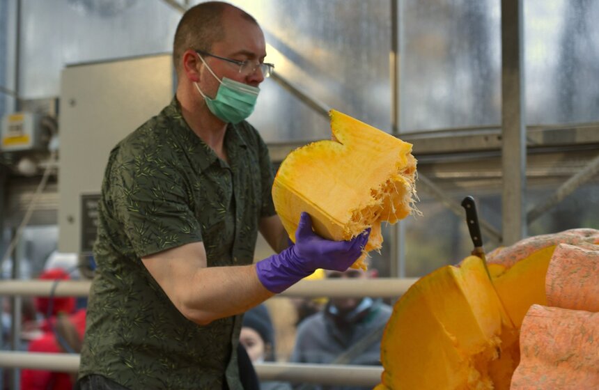 В Аптекарскои огороде вскрыли самую большую тыкву в России за 2020 год. Ее вес составил 401 килограмм. Выставил тыкву Андрей Гусев из подмосковных Луховиц<br />https://www.m24.ru/galleries/kultura/15112020/8928