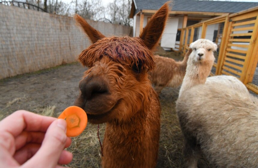 На территории парка "Сказка" в Крылатском прошло праздничное мероприятие, посвященное году с открытия уникальной локации "Альпака Парк". Здесь проживают исключительно животные альпака двух разных пород: Сури и Уакайа<br />https://www.m24.ru/galleries/obshchestvo/30112020/8954