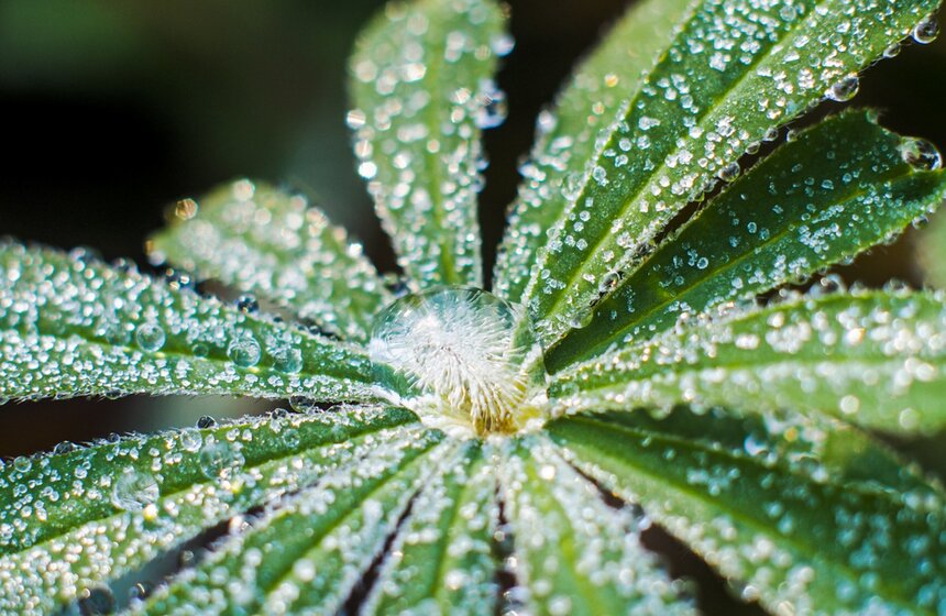 В Москву пришли первые заморозки. Специалисты говорят, что заморозки осени 2020 года в Москве стали самыми поздними за всю историю метеонаблюдений<br />https://www.m24.ru/galleries/obshchestvo/14112020/8926