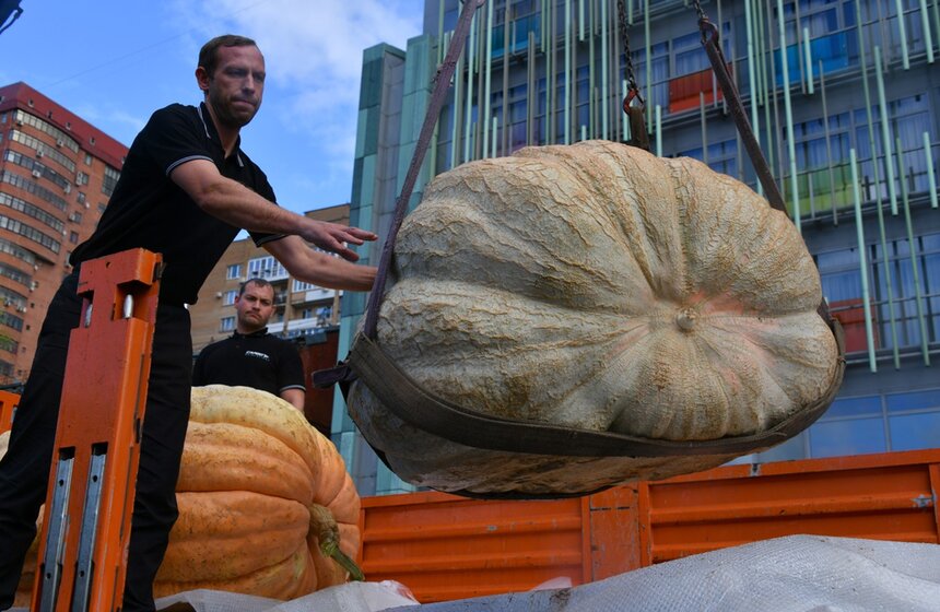 Торжественная презентация самой большой в России тыквы состоялась в Ботаническом саду МГУ "Аптекарский огород". Ее вес – свыше 400 килограммов. Громадный овощ сорта "Гигант Атлантики" вырастил тыквовод Андрей Гусев из деревни Староходыкино<br />https://www.m24.ru/galleries/gorod/09092020/8792