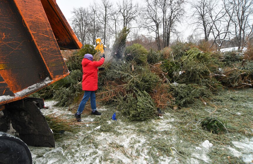 В Москве проходит экологическая акция "Елочный круговорот" 2 фото