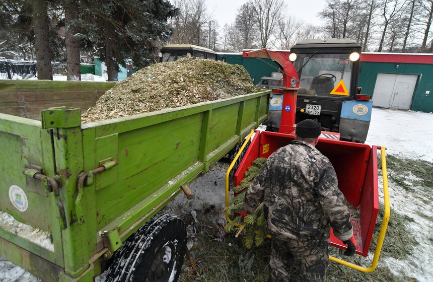 В Москве проходит экологическая акция "Елочный круговорот" 7 фото