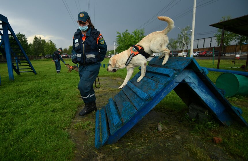 Совместная тренировка кинологов ФГКУ ЦСООР "Лидер" и добровольцев кинологов общероссийской общественной организации "Россоюзспас" прошла в преддверии Дня кинолога<br />https://www.m24.ru/galleries/gorod/21062020/8679