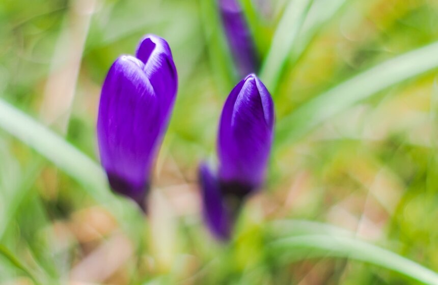 В Москве раньше срока появились подснежники и другие весенние цветы. Из-за аномально теплой погоды в городе уже зацвела ольха и орешник. Также эксперты предупредили и о раннем цветении березы<br />https://www.m24.ru/galleries/gorod/06032020/8570