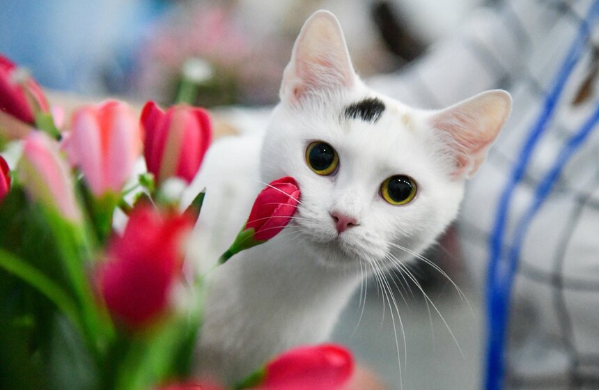 Одна из крупнейших в стране выставок кошек "Кэтсбург-2020" прошла в "Крокус Экспо". Увидеть различных пород кошек горожане могли 7 и 8 марта<br />https://www.m24.ru/galleries/gorod/10032020/8573