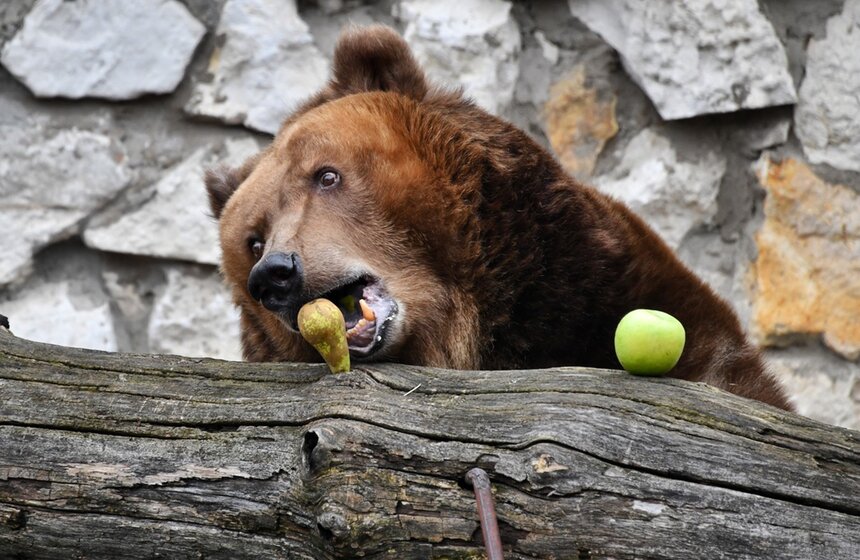 Из-за аномально теплой погоды медведи в Московском зоопарке вышли из спячки на месяц раньше положенного срока. Когда звери почувствовали приближение весны, они начали медленно просыпаться, а через неделю после пробуждения специалисты первый раз принесли животным еду<br />https://www.m24.ru/galleries/obshchestvo/06032020/8568
