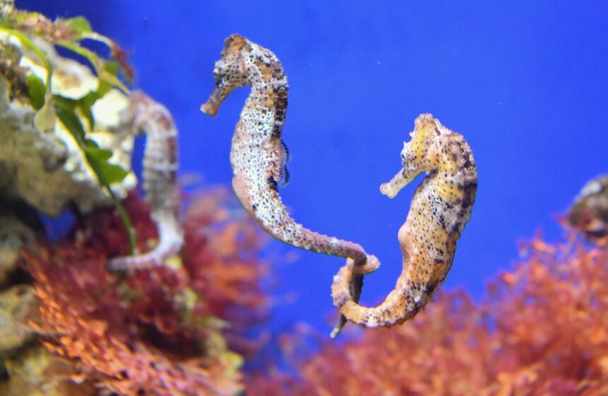 В Москвариуме впервые прошел научно-развлекательный фестиваль "Подводная оранжерея", главной темой которого стала жизнь коралловых рифов и их обитателей. Фестиваль посвятили началу весны и Международному женскому дню<br />https://www.m24.ru/galleries/gorod/15032020/8577