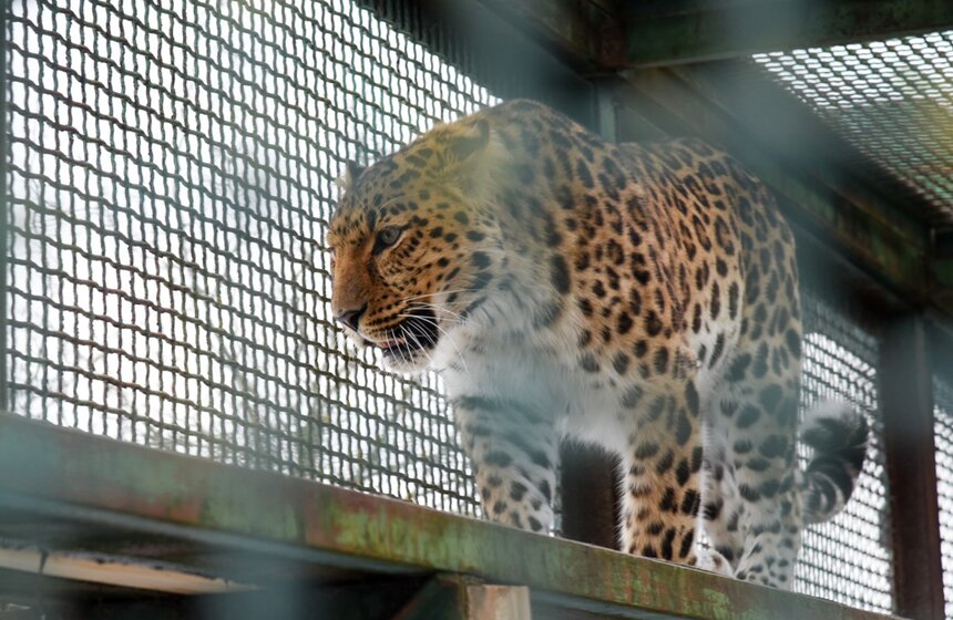 В Центр воспроизводства редких видов животных в Подмосковье доставили леопарда Эльбруса. Сейчас в дикой природе осталось 103 особи данного вида. Леопарда обнаружил охотнадзор в марте 2019 года у границ национального парка "Земля леопарда"<br />https://www.m24.ru/galleries/obshchestvo/18022020/8537