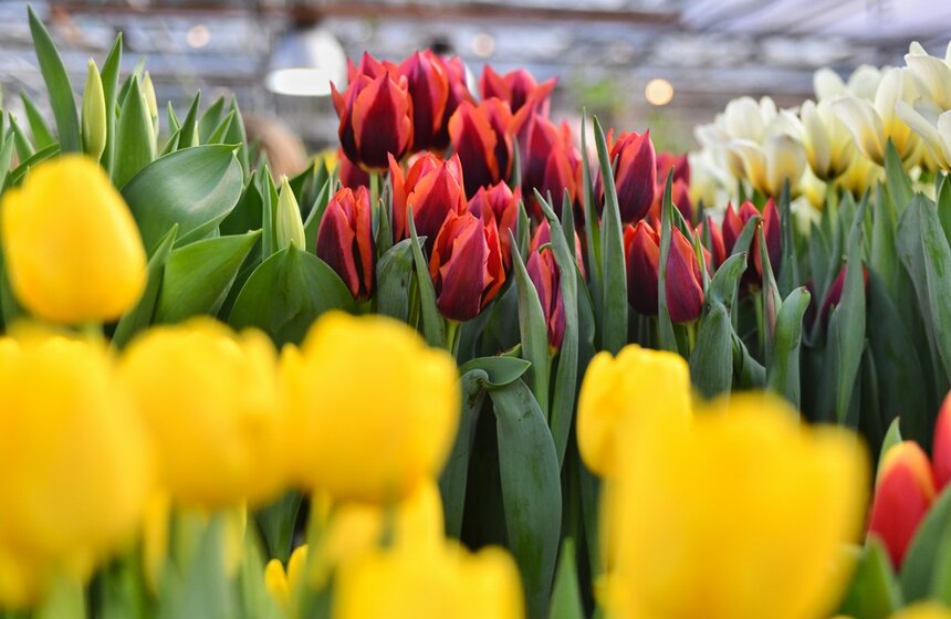 В Ботаническом саду МГУ "Аптекарский огород" прошла VI выставка "Репетиция весны". Это крупнейшая в России зимняя выставка тюльпанов и других весенних растений. Гости увидели около 10 тысяч тюльпанов. Всего на выставке представлено несколько сотен сортов луковичных растений<br />https://www.m24.ru/galleries/obshchestvo/17022020/8533