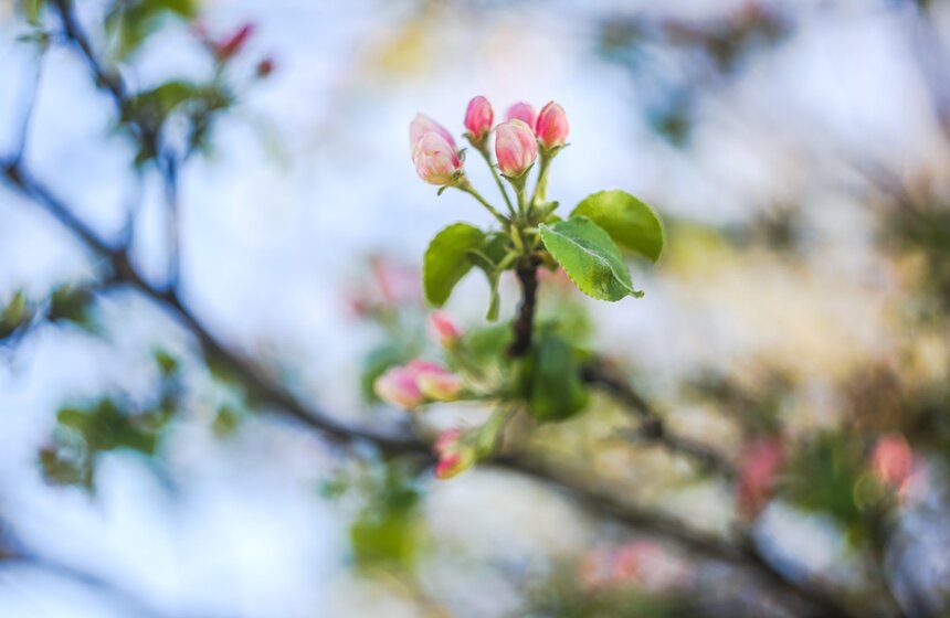 На майских праздниках в столице установилась теплая погода. Воздух прогревался до +23 градусов. В городе началось цветение деревьев и кустарников<br />https://www.m24.ru/galleries/gorod/12052020/8637