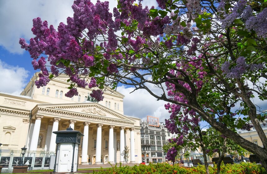 Почти во всех зеленых зонах Москвы расцвела сирень. Также из-за теплой зимы в парках столицы раньше времени распустились мускари, пролески и нарциссы<br />https://www.m24.ru/galleries/gorod/25052020/8646