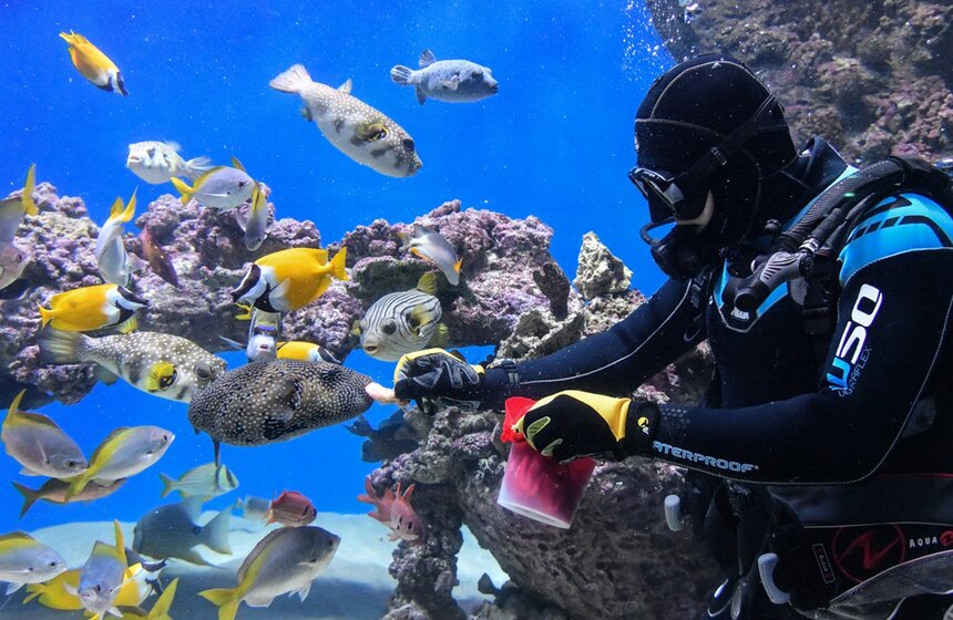 "Москвариум" на ВДНХ временно закрыт для посетителей. Однако специалисты Центра океанографии и морской биологии продолжают заботиться о водных обитателях в круглосуточном режиме. В комплексе регулярно проходят кормления многочисленных рыб. Понаблюдать за работой водолазов можно в онлайн-режиме<br />https://www.m24.ru/galleries/gorod/24042020/8618