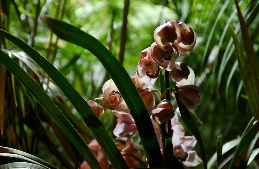 В "Аптекарском огороде" представили более тысячи тропических орхидей 20 фото