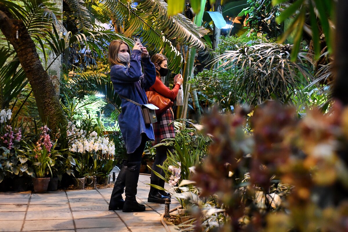 дома для насекомых в аптекарском городе. аптекарский огород мгу. фестиваль тропическая зима в аптекарском огороде. ботанический сад мгу аптекарский огород сакура. аптекарский огород в ноябре.