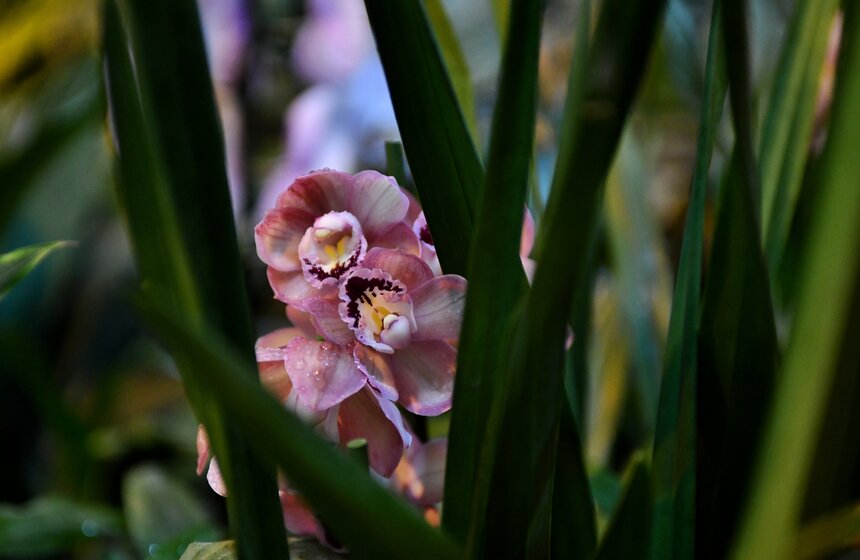 В "Аптекарском огороде" представили более тысячи тропических орхидей 11 фото