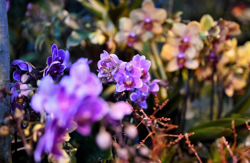 В "Аптекарском огороде" представили более тысячи тропических орхидей 1 фото