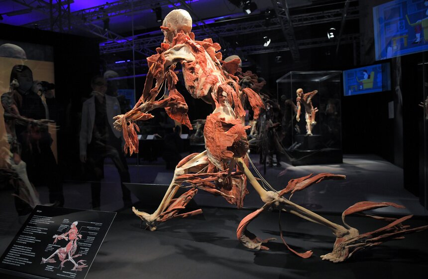 Анатомическая выставка BODY WORLDS открылась на ВДНХ 32 фото