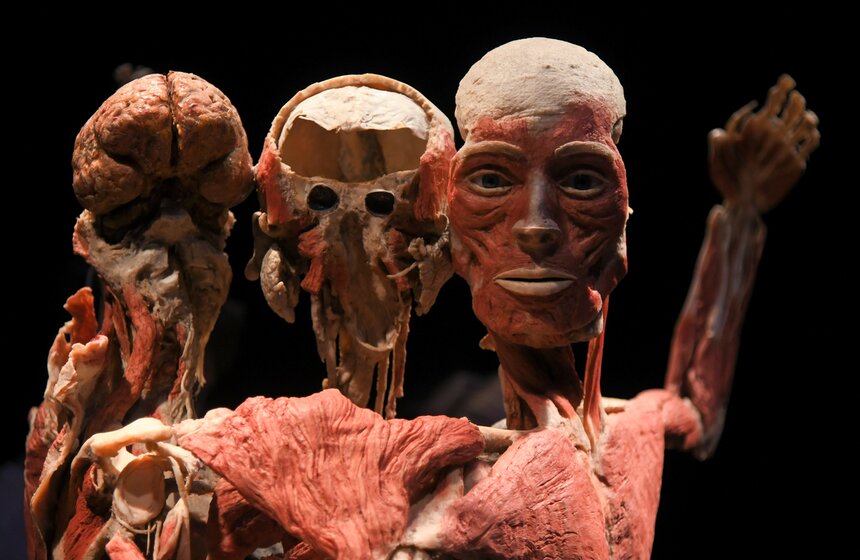 Анатомическая выставка BODY WORLDS открылась на ВДНХ 4 фото