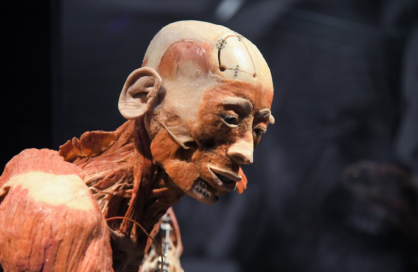 Анатомическая выставка BODY WORLDS открылась на ВДНХ 16 фото