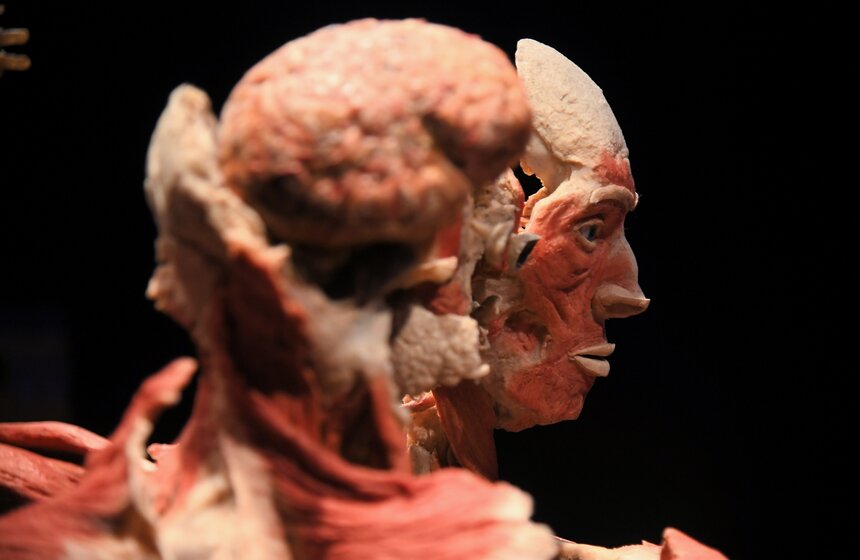 Анатомическая выставка BODY WORLDS открылась на ВДНХ 31 фото