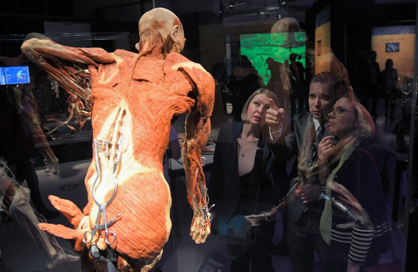 Анатомическая выставка BODY WORLDS открылась на ВДНХ 26 фото