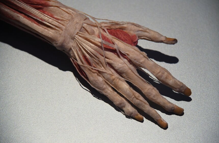 Анатомическая выставка BODY WORLDS открылась на ВДНХ 6 фото