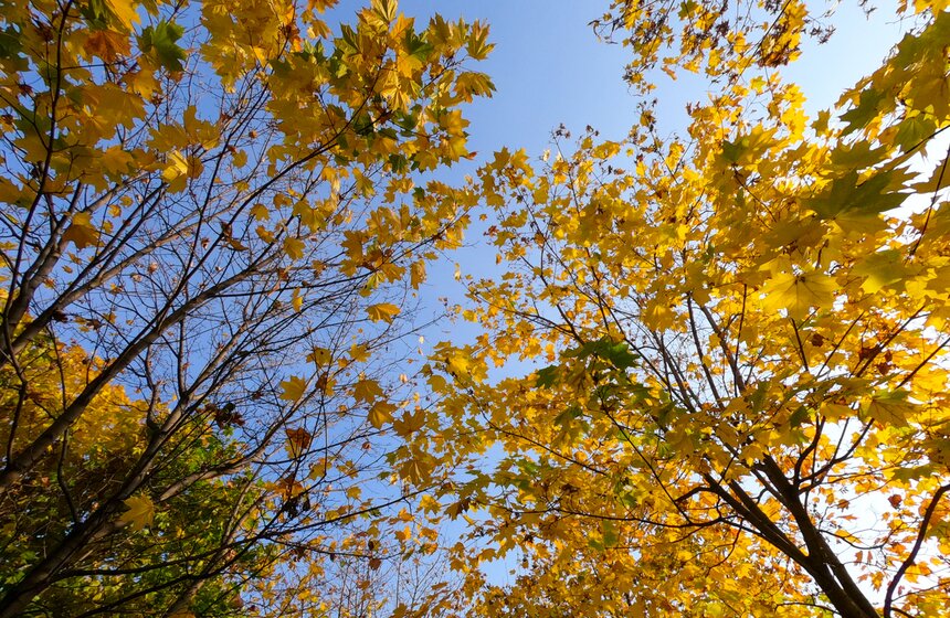 Заморозки приходят на смену теплой погоде в Москве 14 фото