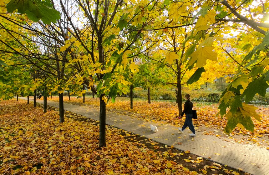 Заморозки приходят на смену теплой погоде в Москве 7 фото