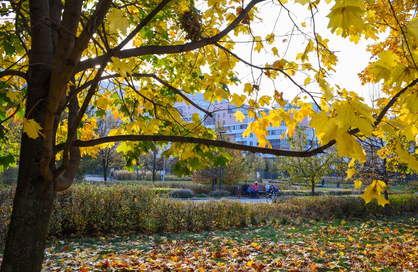 Заморозки приходят на смену теплой погоде в Москве 8 фото