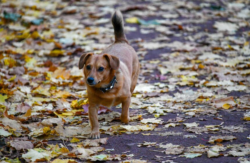 Заморозки приходят на смену теплой погоде в Москве 50 фото