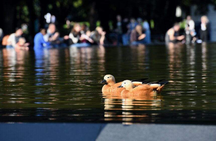 В Москву пришло бабье лето 7 фото