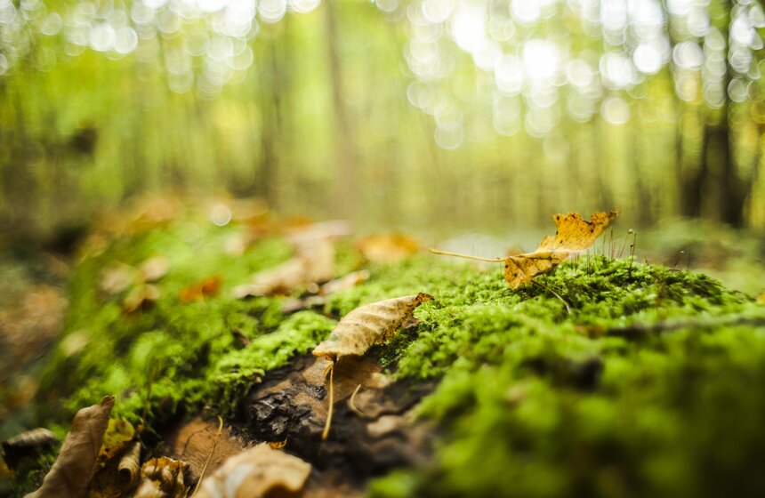 Москвичам пообещали возвращение бабьего лета 21 фото