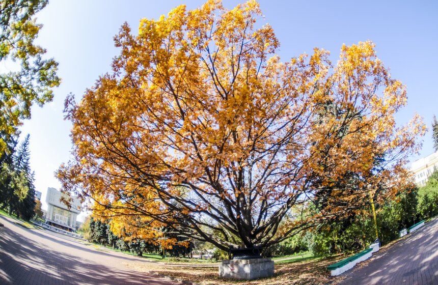 Москвичам пообещали возвращение бабьего лета 1 фото