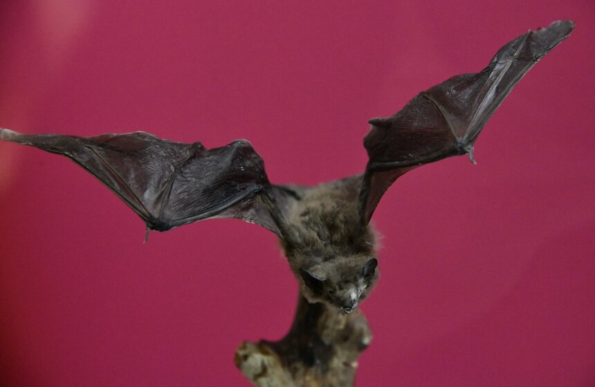 Москвичи и гости столицы узнали, что "Мертвая голова" – это не только мрачный символ смерти, но и самый крупный из европейских бражников