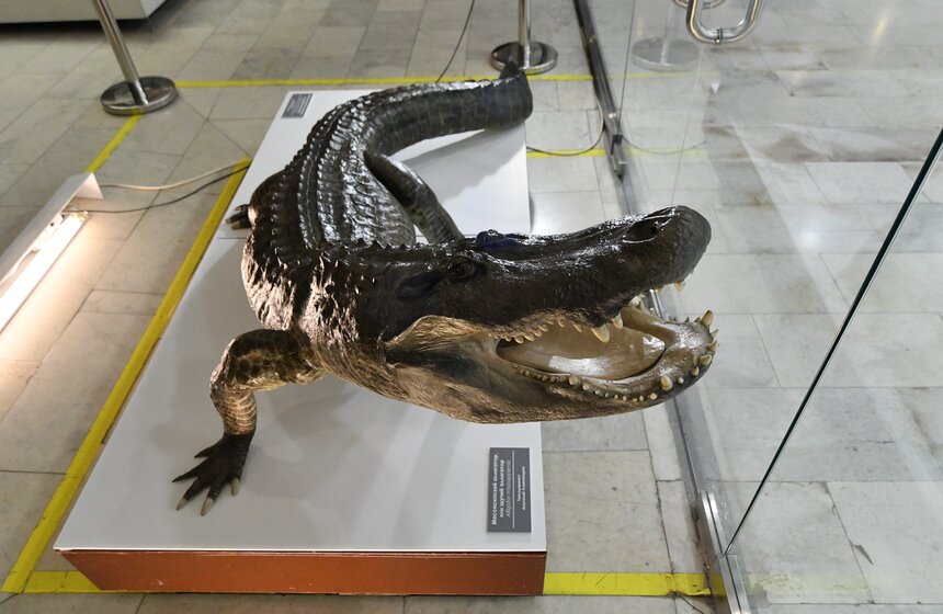 Каждый посетитель музея встретится лицом к лицу с легендарным аллигатором Сатурном – долгожителем Московского зоопарка и рептилией с непростой судьбой