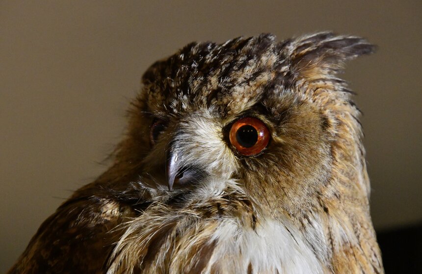 Например, черная кошка, филин, гадюка, лесной нетопырь и мадагаскарская руконожка