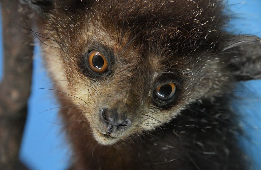 Таинственную атмосферу выставки дополнили потусторонними голосами ночных животных