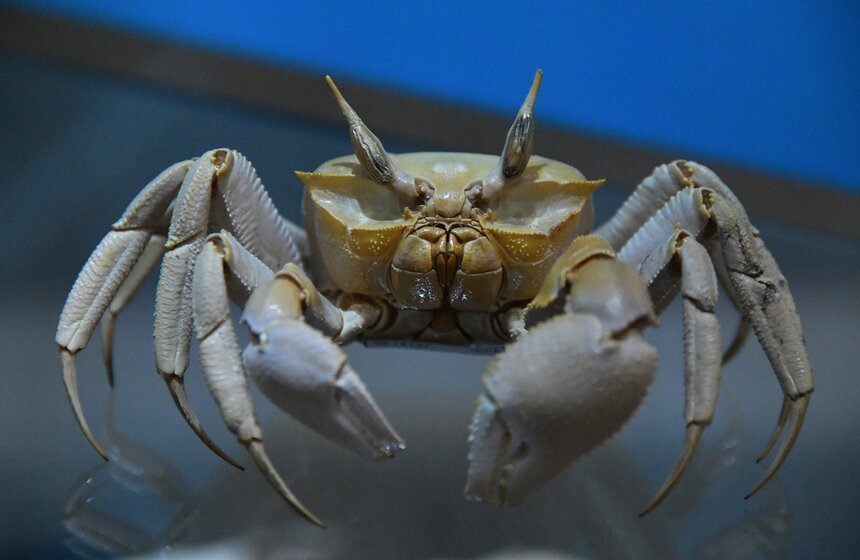 Символ "Мертвая голова" назвали так за характерный рисунок на груди, напоминающий человеческий череп