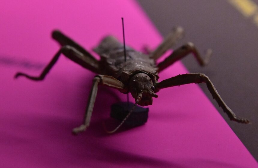 Дарвиновскому музею исполняется 113 лет 15 фото