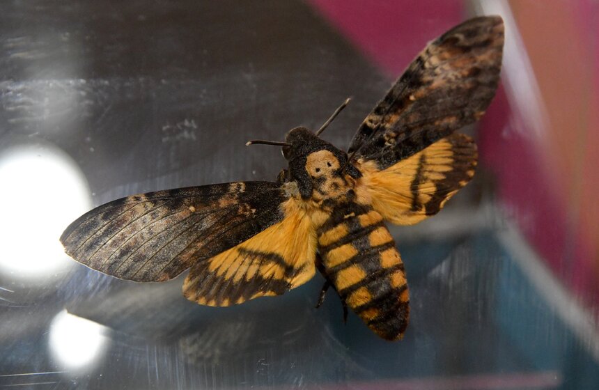 Кроме того, посетители выставки "Чертова дюжина" узнали, что бабочка играет зловещую роль в фильме "Молчание ягнят", в рассказе "Сфинкс" Эдгара По и в романе ужасов Сьюзен Хилл "Я в замке король"