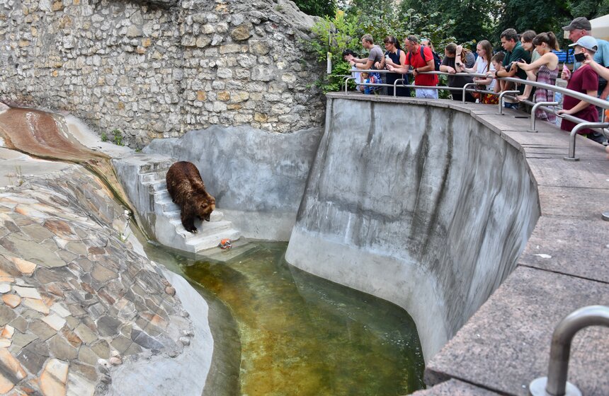В жару медведям из Московского зоопарка приготовили ванну с карпами и ледяной торт 11 фото