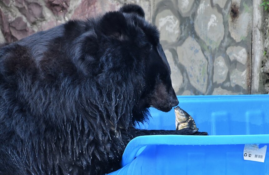 В жару медведям из Московского зоопарка приготовили ванну с карпами и ледяной торт 6 фото