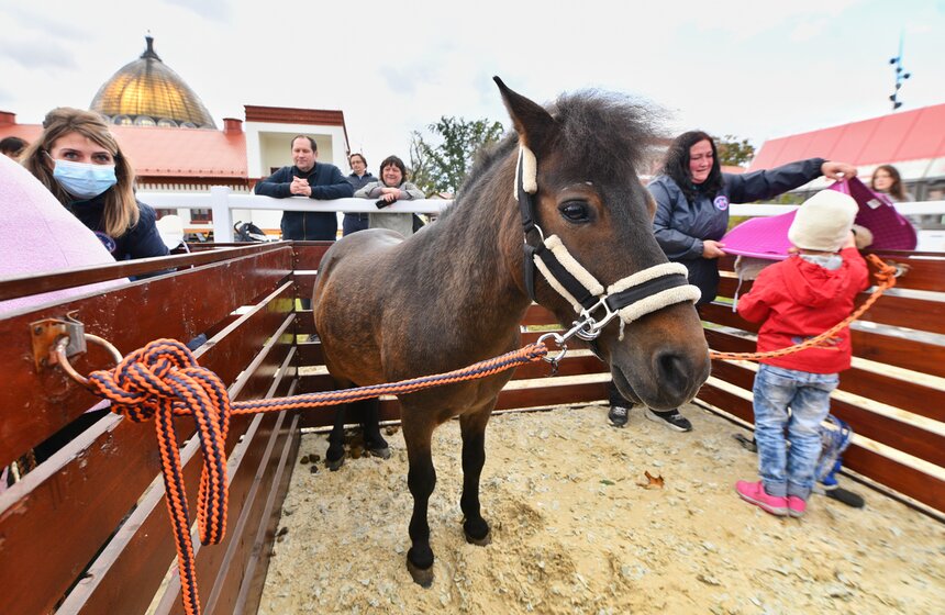На ВДНХ проходит фестиваль "Конные традиции России" 24 фото