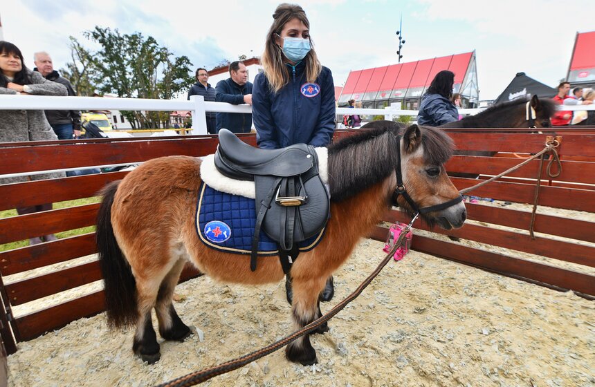 На ВДНХ проходит фестиваль "Конные традиции России" 23 фото