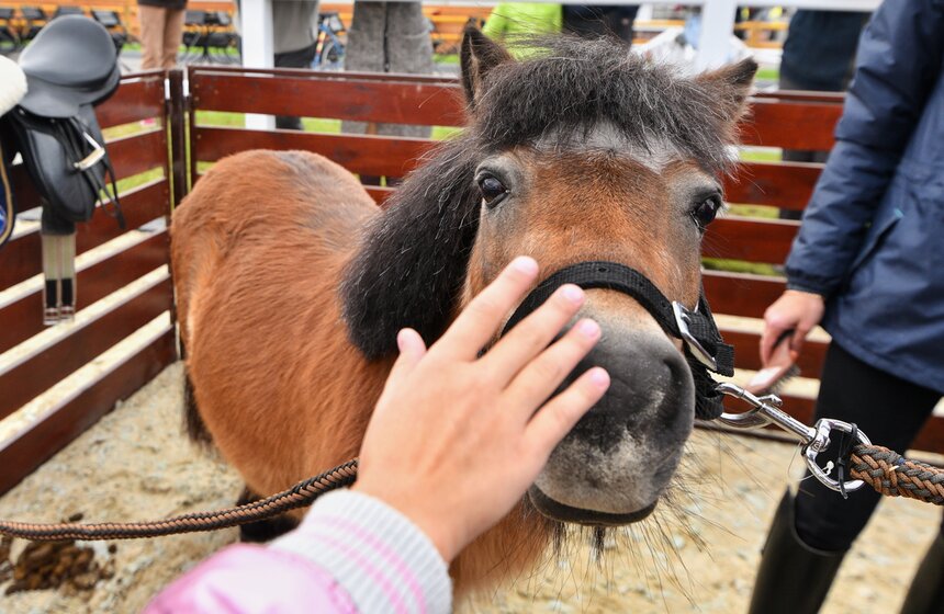 На ВДНХ проходит фестиваль "Конные традиции России" 22 фото