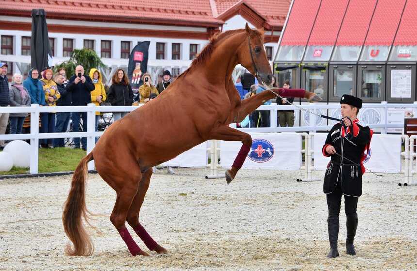 На ВДНХ проходит фестиваль "Конные традиции России" 3 фото
